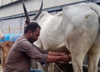 गाईचे दूध दोन रुपयांनी महागले