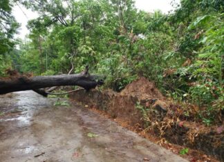 लोणावळा शहरात जोरदार वाऱ्याने पडली झाड़े