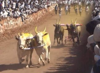 महाराष्ट्रात बैलगाडा शर्यतीचा धुरळा उडणार, सर्वोच्च न्यायालयाने (Supreme Court) सशर्त परवानगी दिली